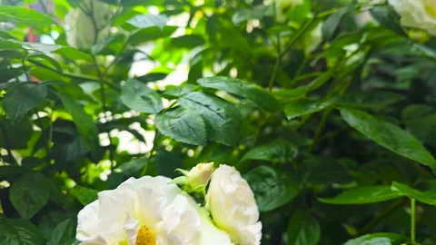 Climbing white roses on the plot near the house. Flowers for the garden. Vídeos de archivo 311050043
