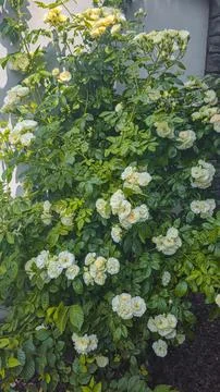 Climbing white roses on the plot near the house. Flowers for the garden. Fotos de archivo