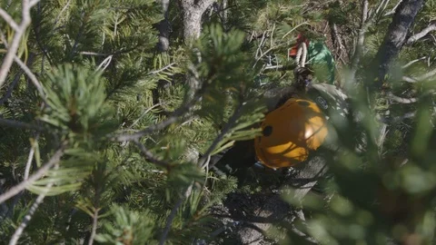 Climbing Up Whitebark Pine Tree Deschutes National Forest Stock Footage 121593865