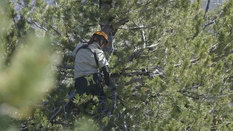 Climbing Up Whitebark Pine Tree Stock Footage 121593919