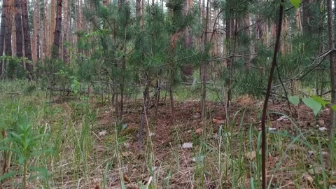 Climbs up from the pine forest Stock Footage 131905545