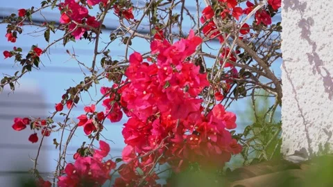 Climing Bougainvillea Stock Footage 222130178