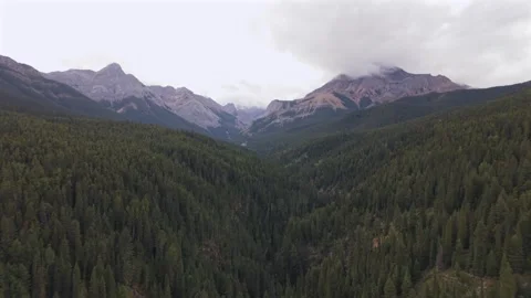 Cline River Flowing through Pine Forest in Alberta Vídeo Stock 344831233