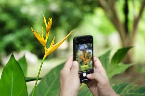 Clinet photographing flower Stock Photos