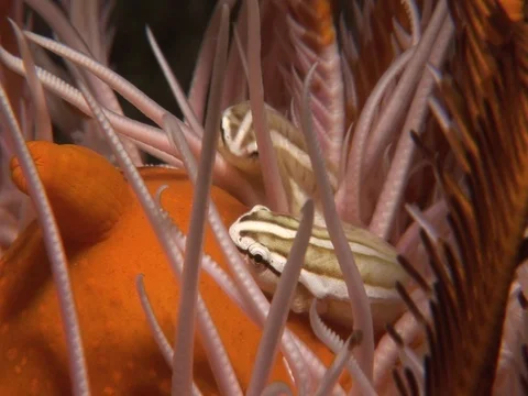 Clingfish in Crinoid Stock Footage 98669937