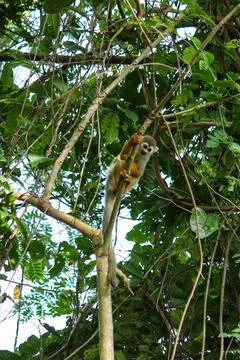 Clinging to a tree sits a Squirrel monkey, plantation, Suriname Stock Photos