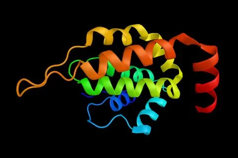 CLINT1, a protein which binds to the terminal domain of the clathrin heavy .. Illustration