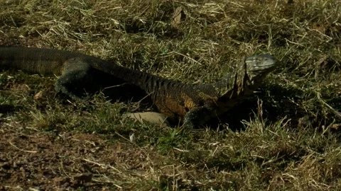 Clip-010  _Monitor Lizard Stock Footage 134739955