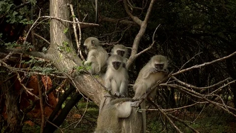 Clip-010 _Young  Monkeys Stock Footage 134739906