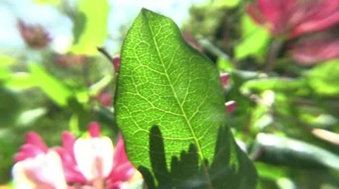 Clip #101 Stock Footage 11039580