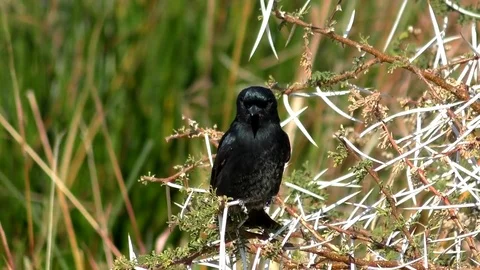 Clip-147- Fork-tailed Drongo Stock Footage 79132520
