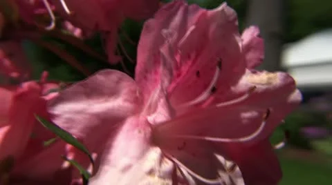 Clip #82 Stock Footage 11039487