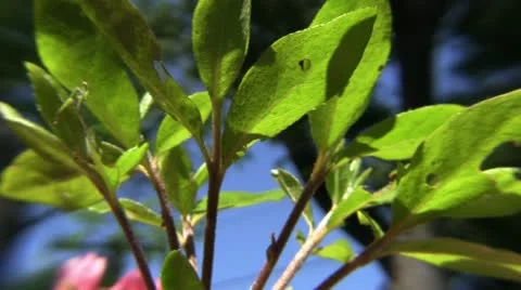 Clip #83 Stock Footage 11046916