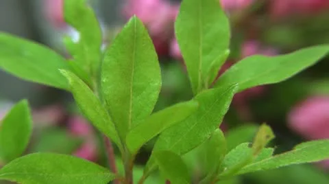 Clip #85 Stock Footage 11046890