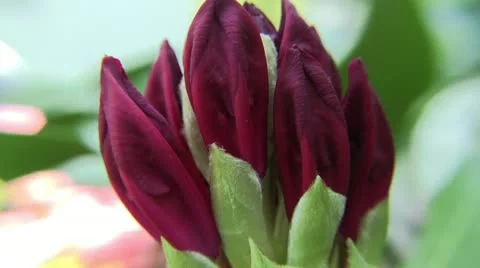 Clip #86 Stock Footage 11047770