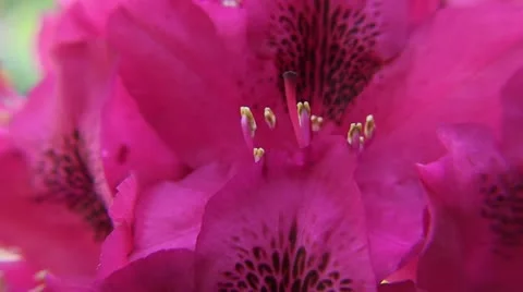 Clip #87 Stock Footage 11040539