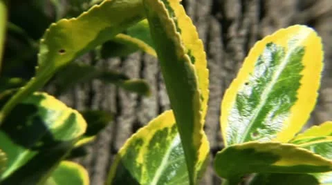 Clip #88 Stock Footage 11040538