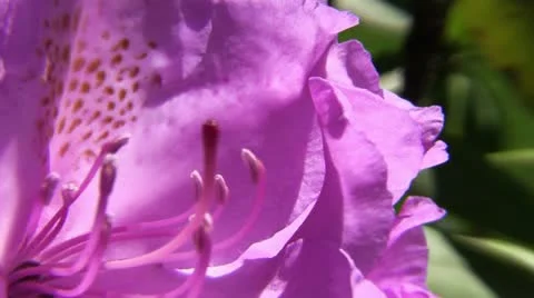 Clip #89 Stock Footage 11041234