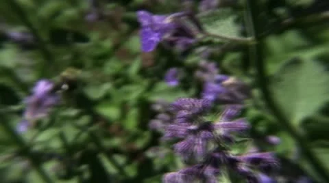 Clip #90 Stock Footage 11040842