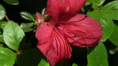 Clip #91 Stock Footage 11041491