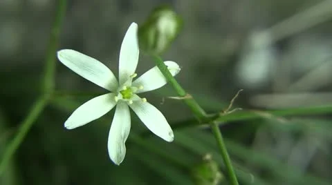 Clip #92 Stock Footage 11041834