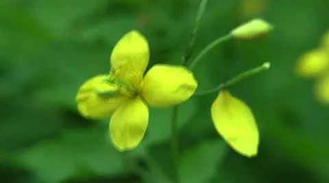 Clip #93 Stock Footage 11042194