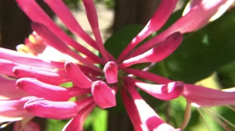 Clip #98 Stock Footage 11042810