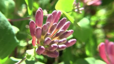 Clip #99 Stock Footage 11042972