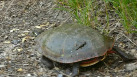 Clip of a big turtle walking, wildlife video of a tortoise Stock Footage 143789911