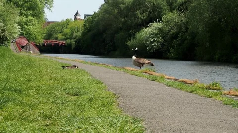 A clip of a bike passing between two geese along the River Soar Leicester, UK, Stock-Footage 241508848