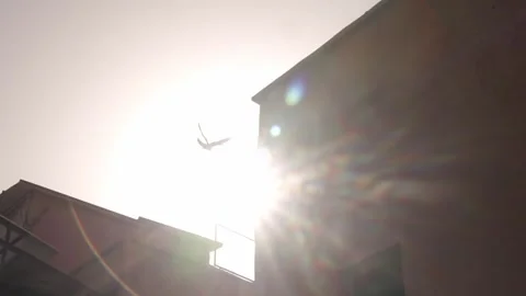Clip of the bright sun and the flying bird. Stock Footage 292221215