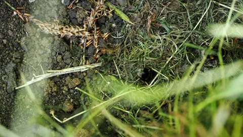 A clip of a bumble bees nest in the ground. Stock Footage 243721793