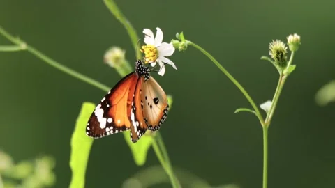 Clip of a butterfly in nature Stock Footage 160429258