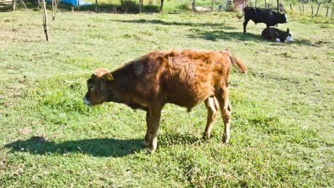Clip of a Calf With Cows In The Background Stock Footage 234930783
