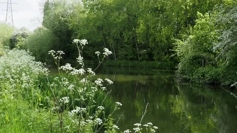 A clip of the calm waters of the River Soar Leicester, United Kingdom. Видео 241508764