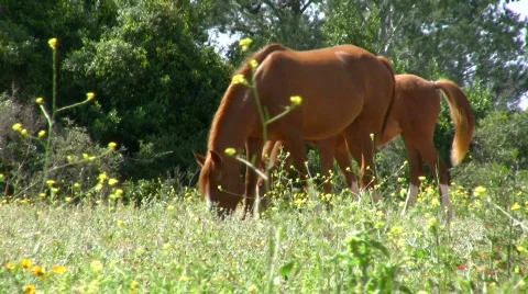 Clip Collection of horses.  Stock Footage 751899