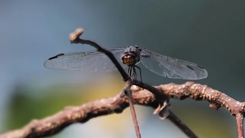 Clip of a dragonfly in nature Stock Footage 159596880