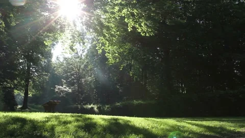 Clip features a slider shot moving from right to left of a sunny and lush park Stock Footage 160662002