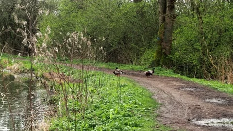 A clip of a footpath along the River Soar.  Stock Footage 238752156