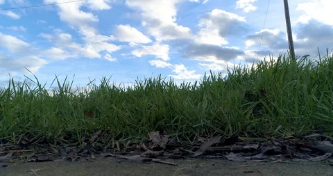 Clip of grass blowing in the wind with Blue Sky and White Puffy clouds Stock Footage 128439991