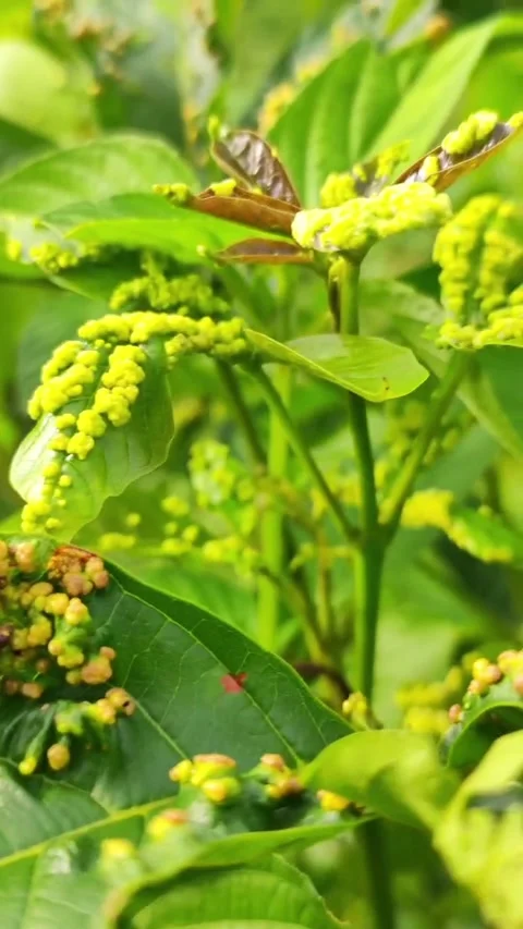 Clip of green plants in the wild Stock Footage 259562590
