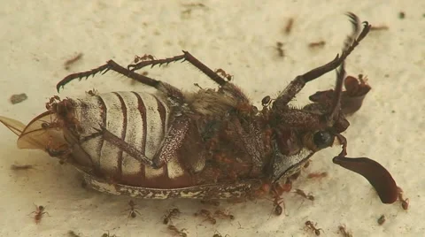 Clip of large ants attacking a live cockroach Stock Footage 941476