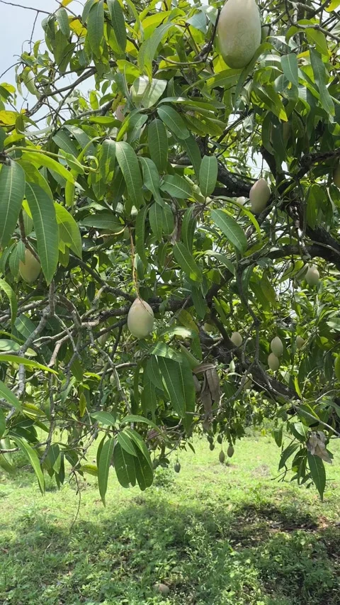 Clip of Mangoes hanging from a mango tree in a mango farm Stock Footage 337398570