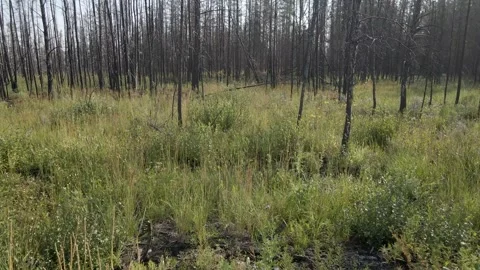 Clip moving forward through a burnt forest of small trees.  Stock Footage 247271469
