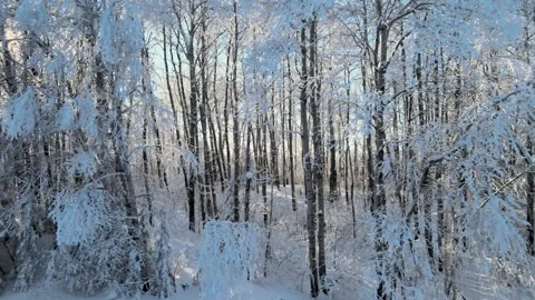 Clip moving sideways and looking through a deciduous forest that is covered snow Stock Footage 254701587