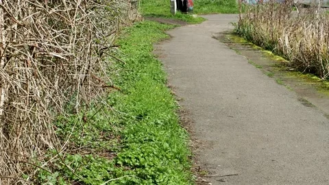 A clip of a Robin on the footpath. Video stock 238756639
