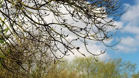 A clip of a robin in a tree. Stock Footage 238750642