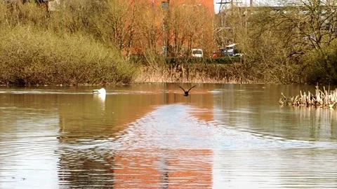 A clip of a small crane flying out of the River Soar Leicester, UK. Stock Footage 238760650