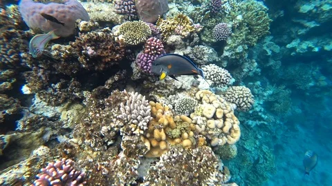 Clip of a sohal surgeonfish or sohal tang, Acanthurus sohal Stock Footage 86533527