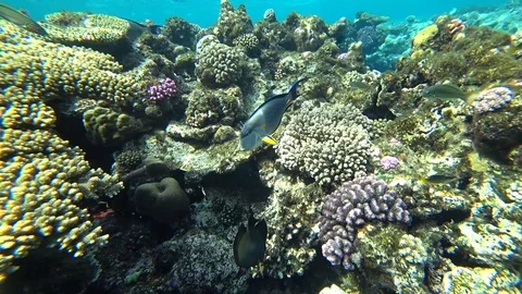 Clip of a sohal surgeonfish or sohal tang, Acanthurus sohal Video stock 88399766